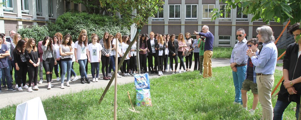 Monza, l’albero in memoria di Elio Bonavita