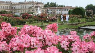 Le rose del Niso Fumagalli alla Villa reale di Monza