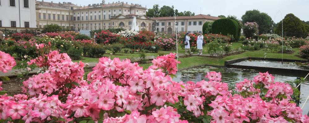 Le rose del Niso Fumagalli alla Villa reale di Monza