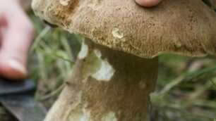 Raccolta funghi: due regole (contrarie)  chiare in pochi mesi