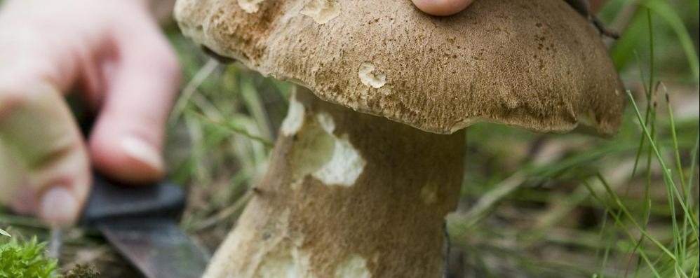 Raccolta funghi: due regole (contrarie)  chiare in pochi mesi