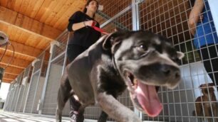 Un ospite del canile di Monza gestito dall’Enpa: sarà l’ente protezione animali a prendersi cura del meticcio trascinato a Vimercate