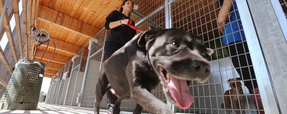 Un ospite del canile di Monza gestito dall’Enpa: sarà l’ente protezione animali a prendersi cura del meticcio trascinato a Vimercate