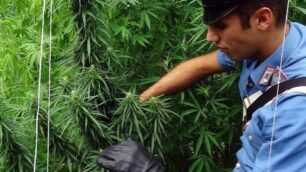 Un sequestro di piante di marijuana