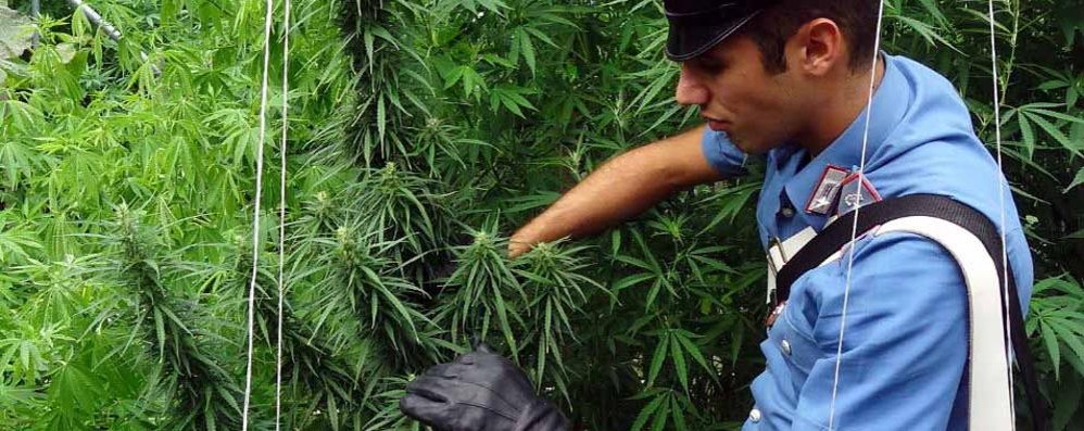 Un sequestro di piante di marijuana