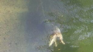 Il cadavere del cane nel canale Villoresi