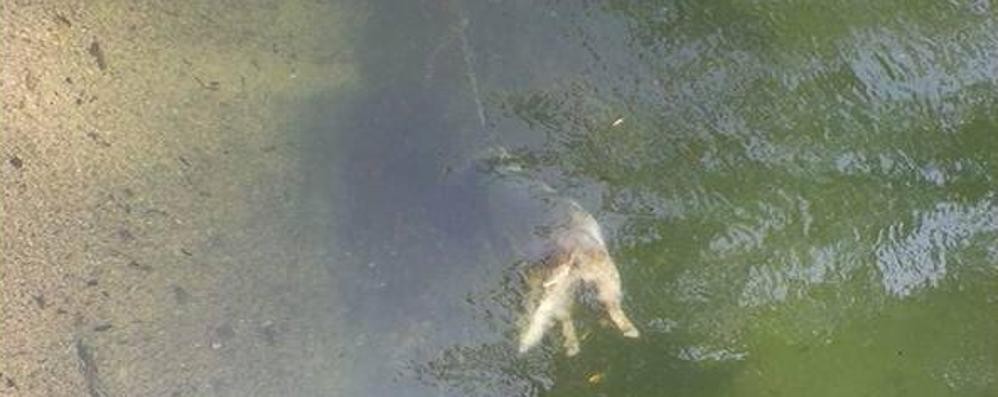 Il cadavere del cane nel canale Villoresi