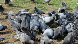 Troppi piccioni a Sovico,  scatta un’ordinanza per  «motivi di igiene e sanità pubblica»