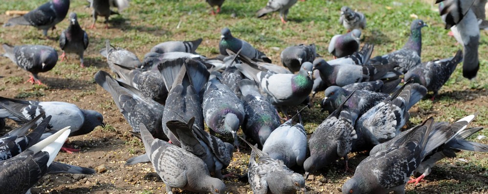 Troppi piccioni a Sovico,  scatta un’ordinanza per  «motivi di igiene e sanità pubblica»