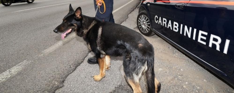 I carabinieri sono intervenuti con i cani antidroga (foto d’archivio)