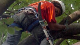 Campionato europeo di Tree climbing alla Villa reale di Monza