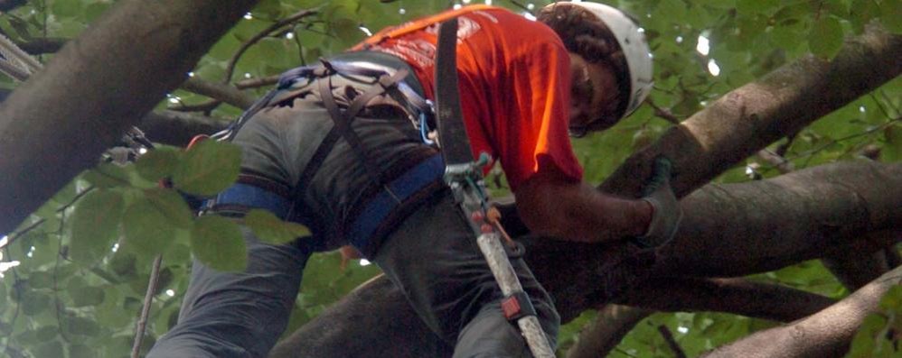 Campionato europeo di Tree climbing alla Villa reale di Monza