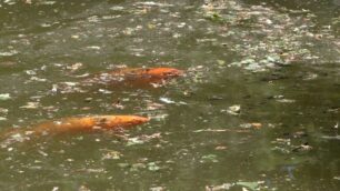 Monza, pesci nel laghetto dei Giardini reali