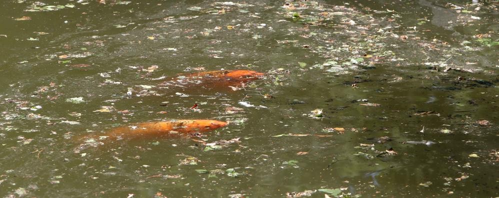 Monza, pesci nel laghetto dei Giardini reali