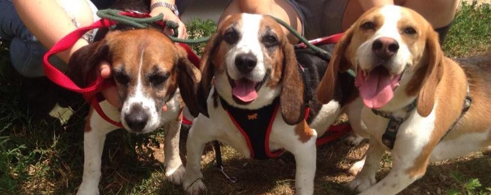 Richard, Lillo e Lupin, 3 anni, cercano casa