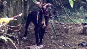 Monza - Uno dei due cani salvati da una triste fine in zona Cascinazza