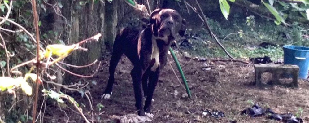 Monza - Uno dei due cani salvati da una triste fine in zona Cascinazza