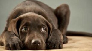 I brianzoli sono particolarmente sensibili alle esigenze dei propri piccoli amici animali, lo conferma una ricerca della Camera di Commercio di Milano