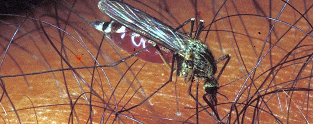 Il virus è trasmesso dalle zanzare
