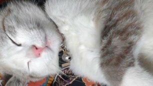 Florio, il gattino della caratese trovato morto