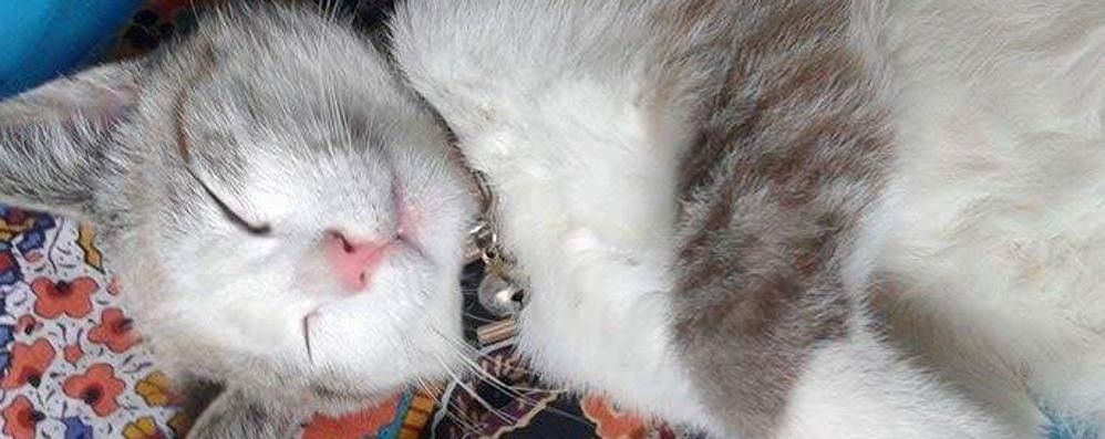 Florio, il gattino della caratese trovato morto