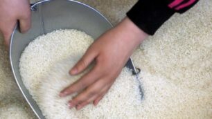 Il riso Milano spopola sugli scaffali della Brianza