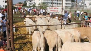 Torna la Festa della Madonna della Campagna