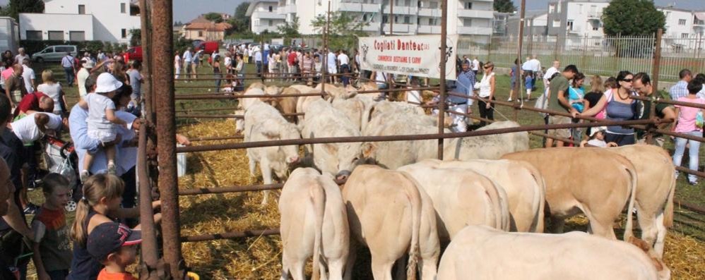 Torna la Festa della Madonna della Campagna