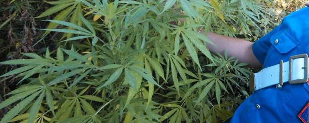 Una piantagione di marijuana