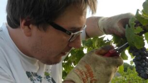 La vendemmia a Lentate sul Seveso: Giuseppe Longhi al lavoro