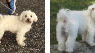 Chicco, il cane maltese smarrito alla cena in bianco di Monza