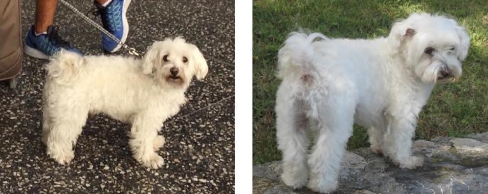 Chicco, il cane maltese smarrito alla cena in bianco di Monza