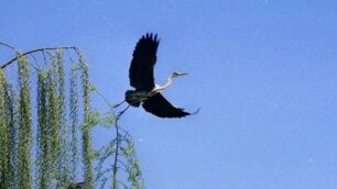 Un airone cinerino in Brianza