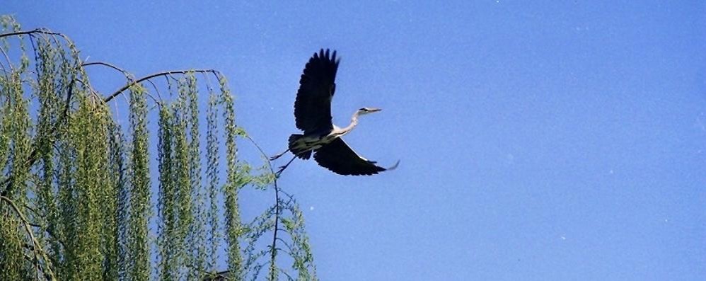 Un airone cinerino in Brianza