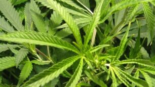 Sequestro di piante di marijuana a Triuggio