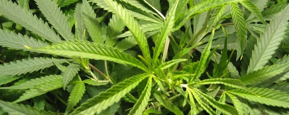 Sequestro di piante di marijuana a Triuggio