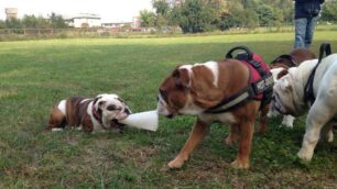 Raduno di bulldog a Seregno: i “bulli della Porada” invadono il parco