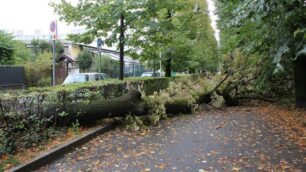 Vento e pioggia: alberi caduti in tutta la Brianza