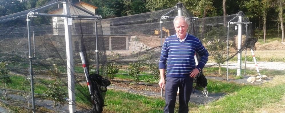 Lentate sul Seveso, Oreste Romano vicino alla coltivazione dei suoi mirtilli