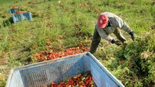 Un lavoratore in un campo agricolo