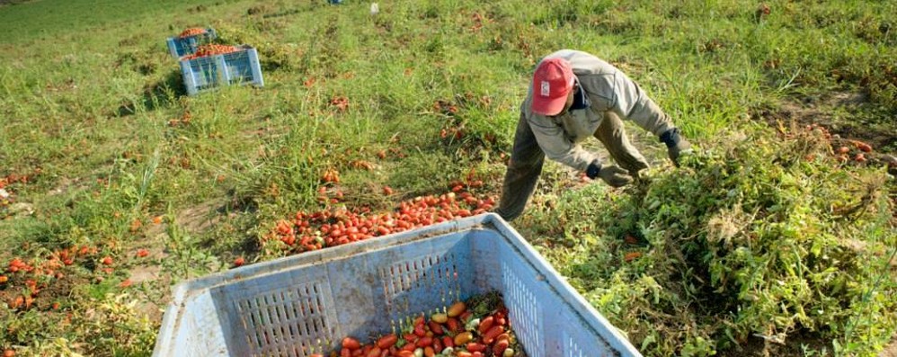 Un lavoratore in un campo agricolo