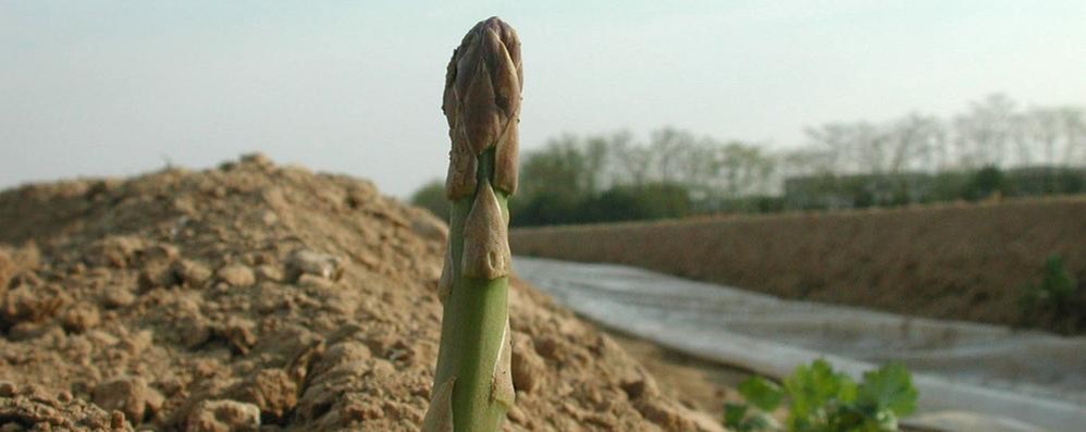 Il racconto “L’odore della terra” ha il profumo di Mezzago