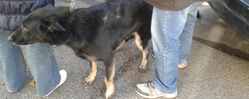 Monza, il cane lasciato sull’auto parcheggiata in via Boccaccio