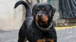 Un rottweiler