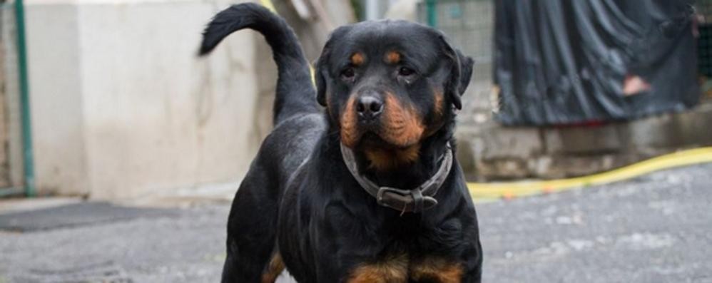 Un rottweiler