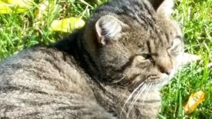 Il gatto morto a Renate nella foto dell’Enpa