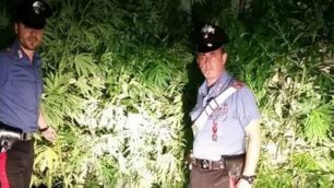 I carabinieri con le piante di marijuana scoperte in un giardino