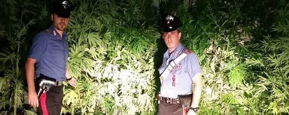 I carabinieri con le piante di marijuana scoperte in un giardino