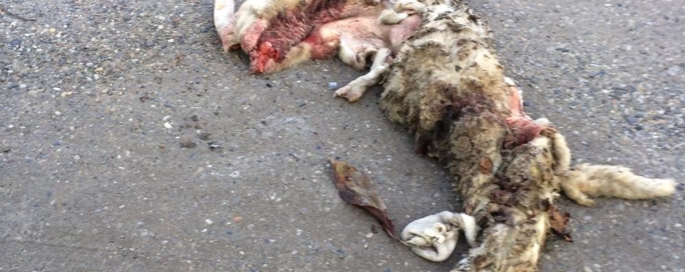 Carcassa di una pecora in via San Damiano a Monza: ipotesi macellazione abusiva