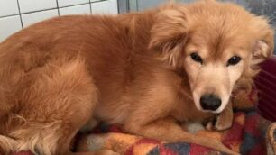 Il cane Birillo salvato a Brugherio e adottato al canile Enpa di Monza